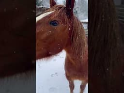 The Horses’ First Snow Of 2025!