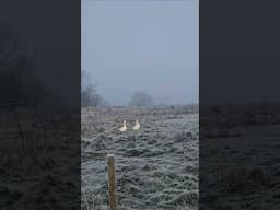 The frozen farm of winter! Acclimatising to nature and feeding the animals.