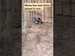 Mama hen and chicks in Roatan Honduras #funny #cute #chicks #travel #roatan #chickens