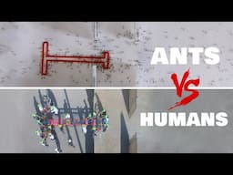 Ants vs Humans - T Shape Problem Solving Test