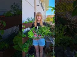 What Veggies & Fruit Can You Grow In The Shade? #balconygarden #containergarden #terracegarden