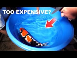 Discover the BEST Koi Shopping Secrets in Japan