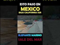 PARTE 1 DE 3 - Elefante marino aterroriza en playa de México.