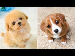 Baby Dogs 🔴 Cute and Funny Dog Videos Compilation #38 | 30 Minutes of Funny Puppy Videos 2022