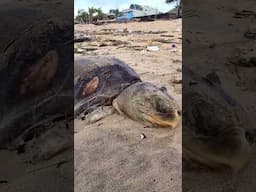 Dead Sea Turtles Washing up on BALI's Polluted Beaches 🐢💔