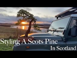 Styling a Scots Pine.... In Scotland - Greenwood Bonsai