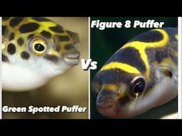 Green Spotted Puffer Fish Vs Figure 8 Puffer Fish - Brackish Water Pufferfish  Pufferfish Care