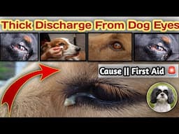 Thick Eye Discharge || Dog Thick Discharge From Eye || Home Remedies First Aid 🚨 घर रहते क्या करे ?