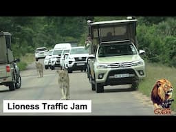 The Lion Chaser Lionesses Cause Massive Traffic Jam