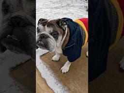 Our First Snow Day With These Pups #englishbulldog #bulldog #dog