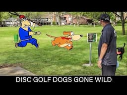 DOGS ON THE DISC GOLF COURSE COMPILATION | DISRUPTIVE, BARKING, RUNNING WILD, GETTING HIT ETC...🐶