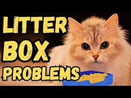 Cat Not Using The Litter Box (WHAT YOU CAN DO!)