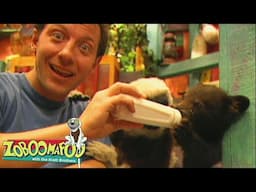 🐻 BEARS 🐻 | Zoboomafoo - WildBrain | Movies for Kids