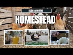 Homestead Hustle: Dehydrating Onions, Turkey Broth & Snow Plowing