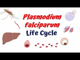 Plasmodium falciparum life cycle animation || Malaria pathogenesis