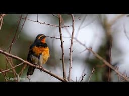 VARIED THRUSH ON DECEMBER LIMBS #thrush