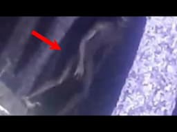 They Filmed An Alien In Argentina, What Happened Next Shocked The Whole World