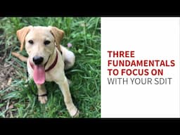 Three fundamentals that actually help predict success as a service dog