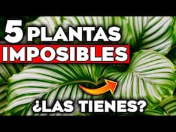 ¡CUIDADO con ELLAS! Las 5 PLANTAS de INTERIOR Más DIFICILES e IMPOSIBLES de CUIDAR