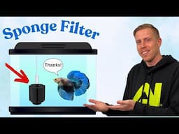 How to Setup a Sponge Filter for Betta Tank - REACTION