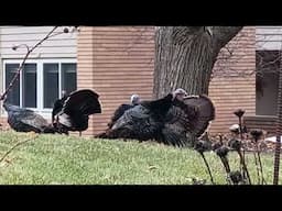 Wild turkey mating battle (juvenile turkeys).