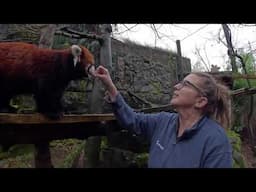 Gentle Red Panda Moshu Enjoys Some Treats