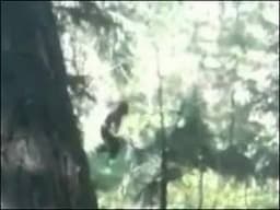 REAL BIGFOOT FOOTAGE FROM AFRICA