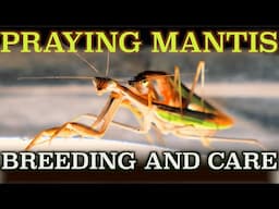 Praying mantis pets, feeding, breeding, keeping in a terrarium