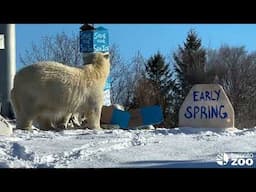 Polar Bear Prediction 🐻‍❄️☀️ (Groundhog Day)