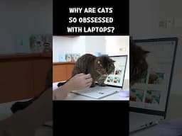 Why Are Cats So Obsessed with Laptops?