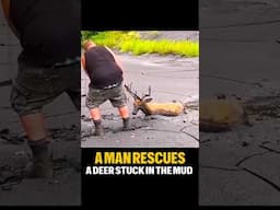 A MAN RESCUES A DEER STUCK IN THE MUD #deer #shorts #rescue