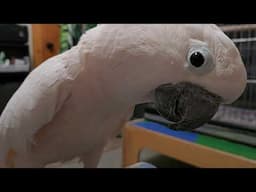 Cockatoo Wants To Whisper