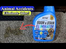 How to Clean Animal Accidents on Carpet with Enzyme Cleaner