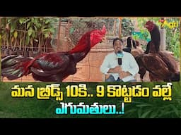 Vidikalla Kolla Farming | మన బ్రీడ్స్ 10కి.. 9 కొట్టడం వల్లే ఎగుమతులు..!! Tone Agri