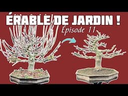 Je Taille mon Érable palmé Prélevé dans un jardin. Épisode 11🌱 NEJIKAN BONSAI 🌱