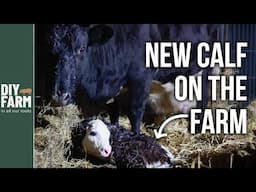 OUR FAMILY HOUSE COW HAD A CALF...at last!