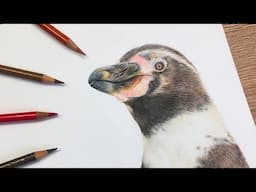 ✸ Real Time Penguin Tutorial ✸ Colored Pencil Drawing Tutorial