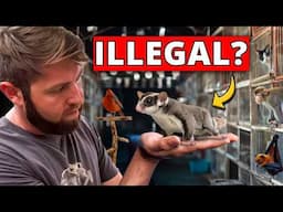 ⁠I Went Undercover in an Illegal Exotic Animal Market