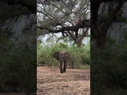 Can you see the Leopard?  #shortsyoutube #shortvideo #everseensa #elephant