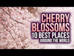 Sakura Magic: Top 10 Global Spots to See Cherry Blossoms | Travel Guide | The Passport Chronicles