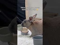 This is your sign 🥲🥹 #bunny #pets #adorableanimals