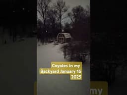 Coyotes in my backyard January 16, 2025. #coyotes #backyard #animals #fighting #michigan