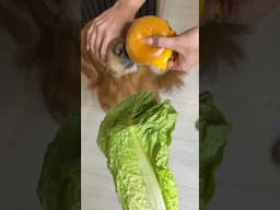 Tricking my dog into eating her vegetables! #goldenretriever #funnydog #hungrydog #dogchallenge