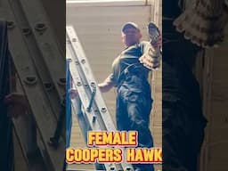 A Daring Cooper’s Hawk Rescue with Bare Hands Beran 🦅 | #hawk #shorts