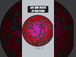 Life and death of bacteria. #bacteria #microbiology #timelapse