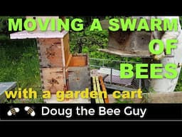 Moving Swarm of Honeybees in a Garden Cart