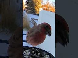 Red Finch in the daylight. #birdfeeder #birds #finches