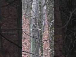 Can you see big buck crash? #hunt #buck #public