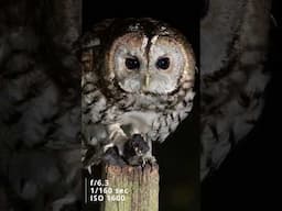 Stunning Nighttime Wildlife Photography of Owls in Flight