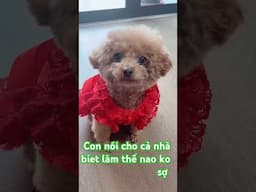 Lucky 81 pet thú cưng, con làm thế nào để không sợ pháo # shorts # funny